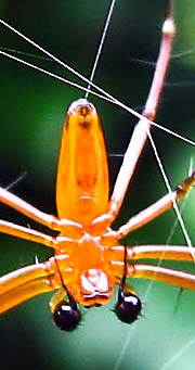 'Spider' by Asienreisender